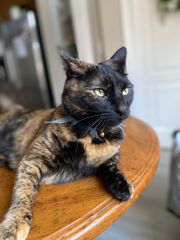 tortoiseshell cat